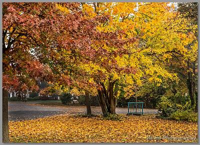 image by Kirms Photography Brielle Foliage